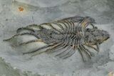 Rare Lichid (Acanthopyge) Trilobite - Issomour, Morocco #350440-4